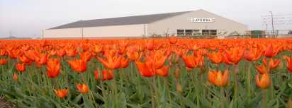 Museum and Tulips